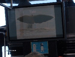 Reise 2007 - Taiki, litle Nick an No Name  Whale-Watching in Kaikoura
