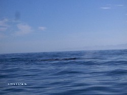 Reise 2007 - Taiki, litle Nick an No Name  Whale-Watching in Kaikoura