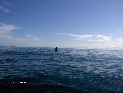 Reise 2007 - Taiki, litle Nick an No Name  Whale-Watching in Kaikoura