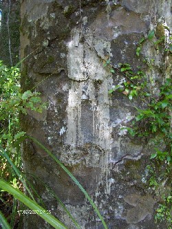 Reise 2007 - Puketi-Maninangina Kauri walk