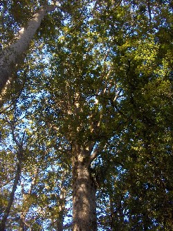 Reise 2007 - Kauri-Dom, noch einmal zurück in den Kauri-Dom