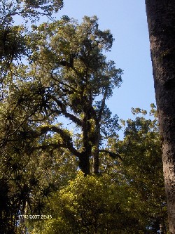 Reise 2007 - Kauri-Dom, noch einmal zurück in den Kauri-Dom