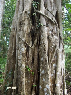 Reise 2007 - Cairns